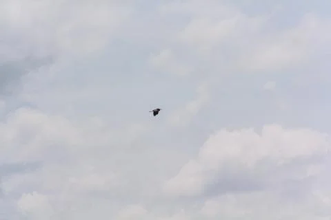 Hot-spawn bird 11 Stock Photos