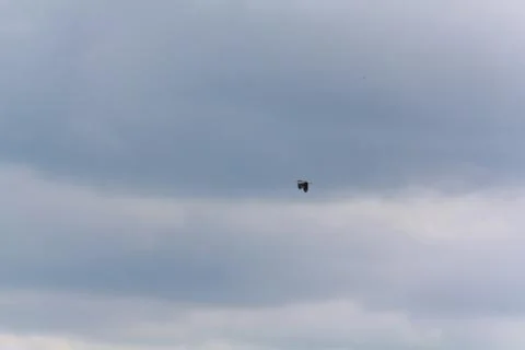 Hot-spawn bird 13 Stock Photos