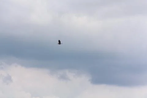 Hot-spawn bird 14 Stock Photos