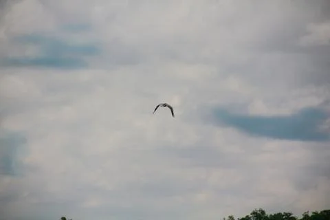 Hot-spawn bird 2 Stock Photos