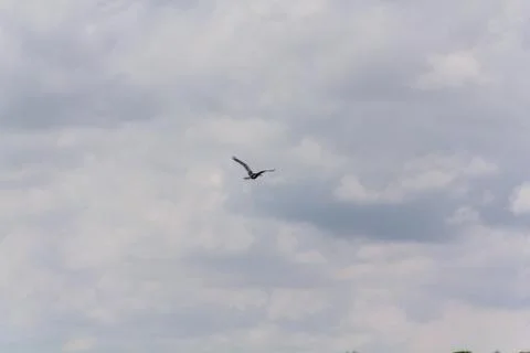 Hot-spawn bird 3 Stock Photos