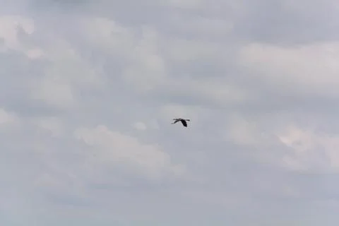 Hot-spawn bird 4 Stock Photos