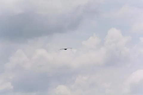 Hot-spawn bird 5 Stock Photos