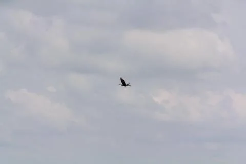 Hot-spawn bird 6 Stock Photos