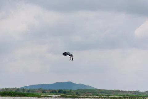 Hot-spawn bird 7 Stock Photos