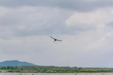 Hot-spawn bird 8 Stock Photos