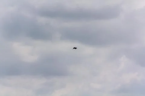 Hot-spawn bird 9 Stock Photos