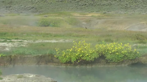 Hot spring pool with flowers and cowbird Stock Footage 32580355