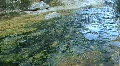 Hot Spring Slime In The Soda Dam Of The Jemez Mountains HD Footage