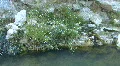 Hot Spring In The Soda Dam Of The Jemez Mountains HD Footage