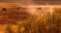 Hot Springs 05 Shepherd Flowers Sunrise HD Footage