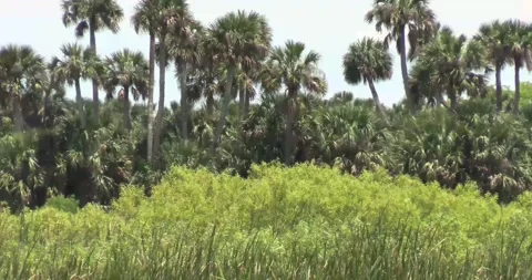 Hot steamy jungle. Stock Footage 155469639