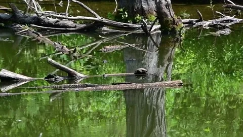 Hot Summer Day on pond turtle flies Stock Footage 246943157