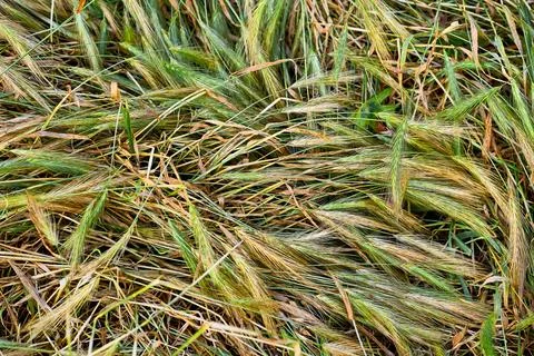 Hot summer.Drying fallen decorative grass with ears of corn Stock Photos