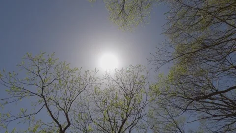 Hot Sun Shining Through Forest Trees in Kamikochi, Japan Stock Footage 329773628