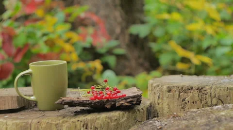 Hot Tea In A Mug On A Stump Forest Stock Footage 67998070