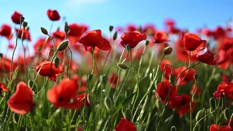 Hot Windy day in Red Poppy Field Stock Footage 196009166