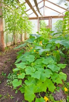 Hotbed with cucumbers, vegetable marrows and tomatoes Stock Photos