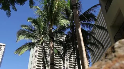 Hotel and Palm Stock Footage 8992915