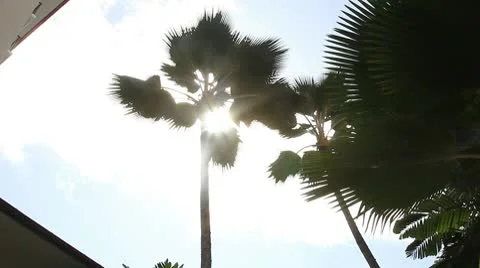 Hotel palm Stock Footage 8992974