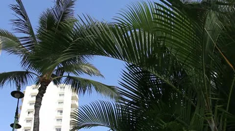 Hotel palm Stock Footage 8993009