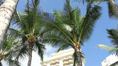 Hotel palm Stock Footage 8993033