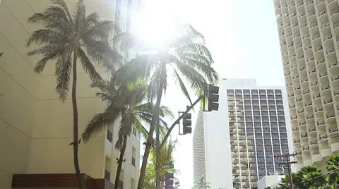 Hotel palm Stock Footage 8993035