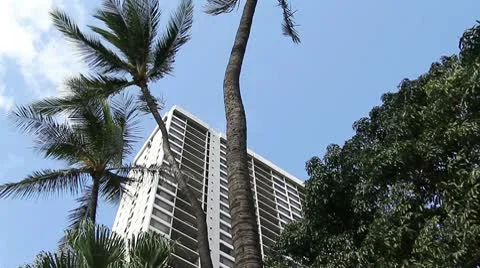 Hotel palm Stock Footage 8993127