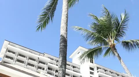 Hotel palm tree Stock Footage 8992954
