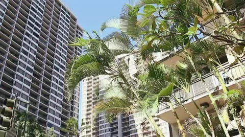 Hotel palm tree Stock Footage 8992985