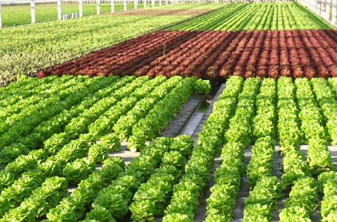 Hothouse 스톡 사진