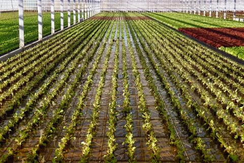 Hothouse Stock Photos