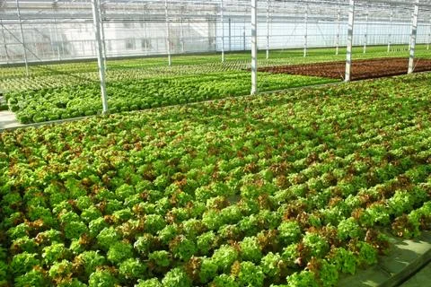 Hothouse Stock Photos