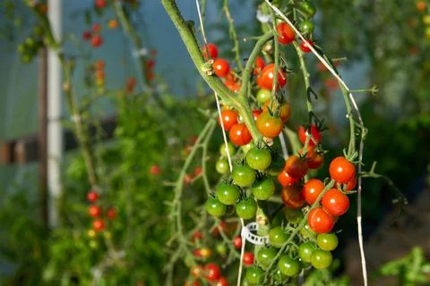 Hothouse Tomatoes on the Vine Photos