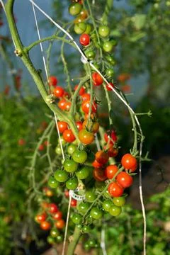 Hothouse Tomatoes on the Vine vertical 写真素材