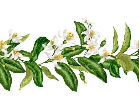 Hotizontal seamless pattern line of citrus fruit tree with bloomimg flowers a Stock Illustration