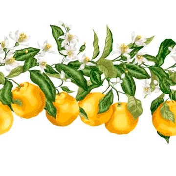 Hotizontal seamless pattern line of citrus fruit tree with bloomimg flowers a Stock Illustration