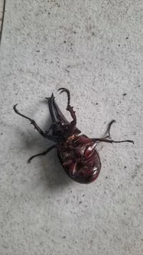 Hotn beetle Foto stock