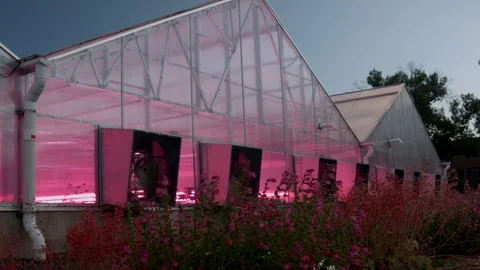HotPink GreenHouse Stock Footage 77256348