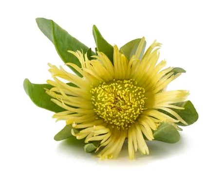 Hottentot fig Stock Photos