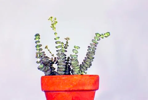 Hottentotta in a potta Stock Photos