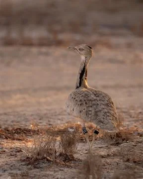 Houbara Bustard Stock Photos