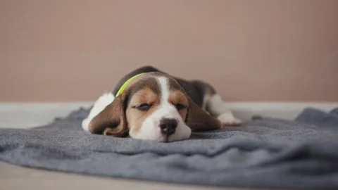 Hound beagle dog peacefully sleeping on a comfort grey blanket on the floor Stock Footage 112749664