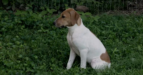 Hound dog Sitting in grass Stock Footage 343774228