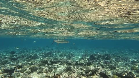 Houndfish or crocodile needlefish Tylosurus crocodilus just swimming around Stock Footage 278551227