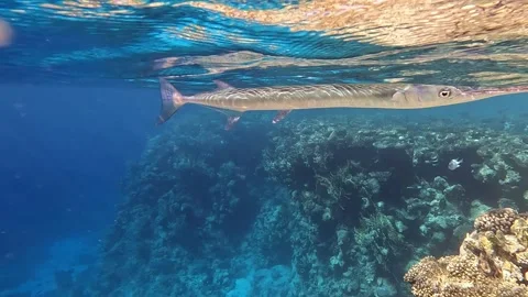 Houndfish or crocodile needlefish Tylosurus crocodilus just swimming around Stock Footage 278552450
