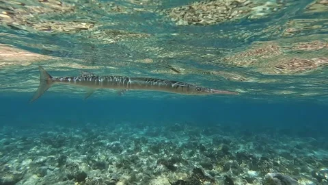 Houndfish or crocodile needlefish Tylosurus crocodilus just swimming around Stock-Footage 278553721
