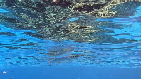 Houndfish or crocodile needlefish Tylosurus crocodilus just swimming around Видео 278554356