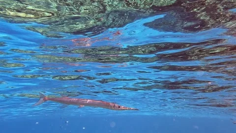 Houndfish or crocodile needlefish Tylosurus crocodilus just swimming around 스톡 동영상 278555054