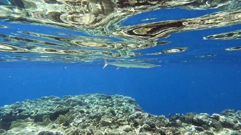 Houndfish or crocodile needlefish Tylosurus crocodilus just swimming around Video stock 278555513